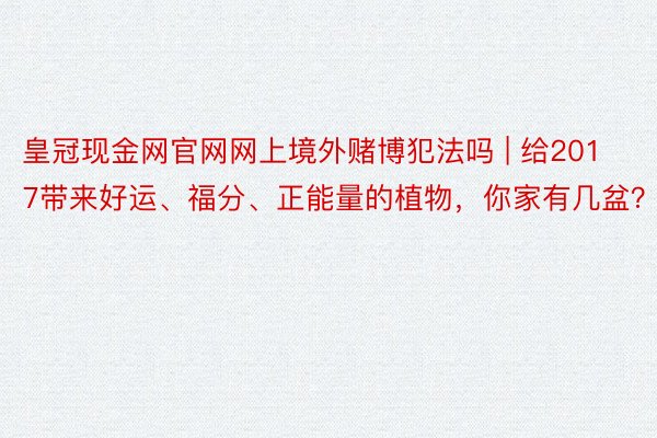 皇冠现金网官网网上境外赌博犯法吗 | 给2017带来好运、福分、正能量的植物，你家有几盆？